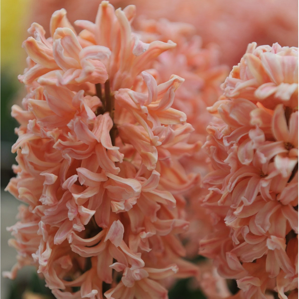 Hyacint Gipsy Queen - Hyacinthus L. - cibule hyacintu - 1 ks