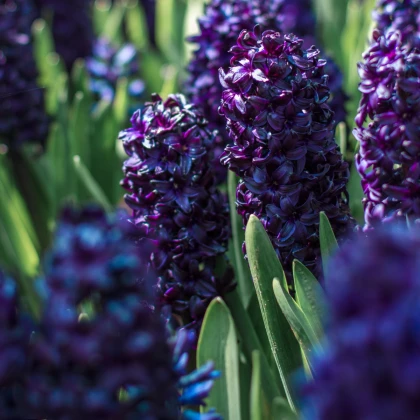 Hyacint Dark Dimension - Hyacinthus - cibule hyacintu - 1 ks