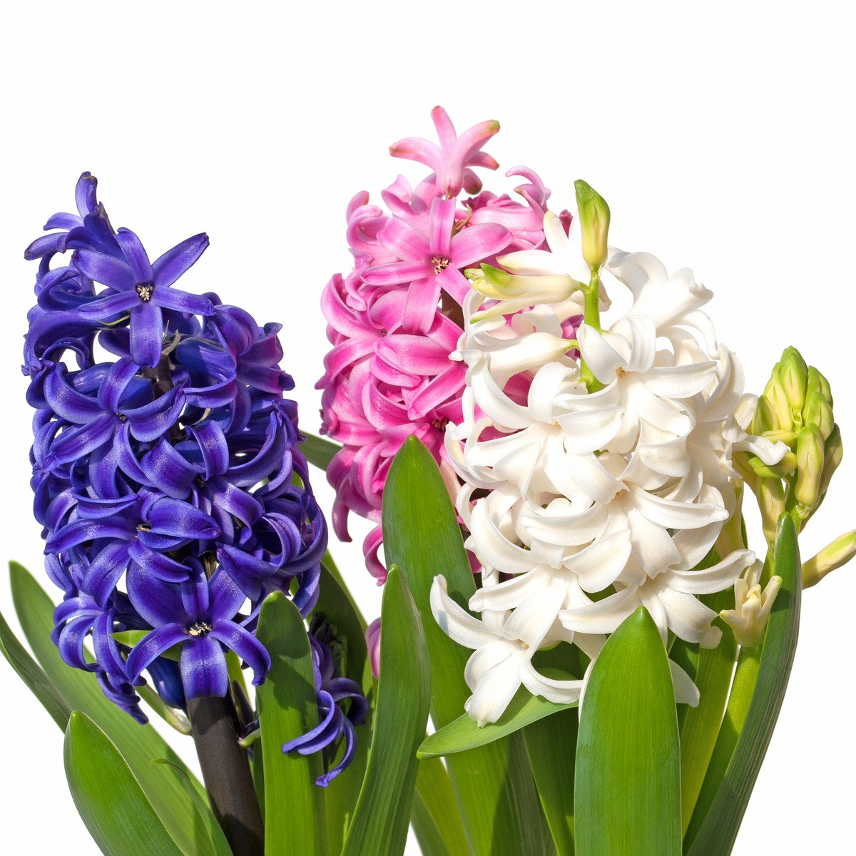 Hyacinty směs - Hyacinthus - cibule hyacintu - 4 ks