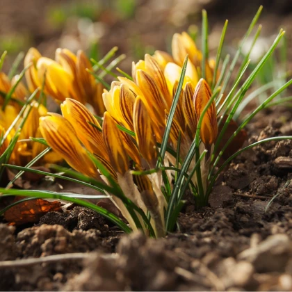 Krokus zlatý - Crocus fuscontinctus - hlízy krokusu - 3 ks