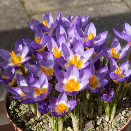 Krokus Tricolor - Crocus tricolor - hlízy krokusu - 3 ks