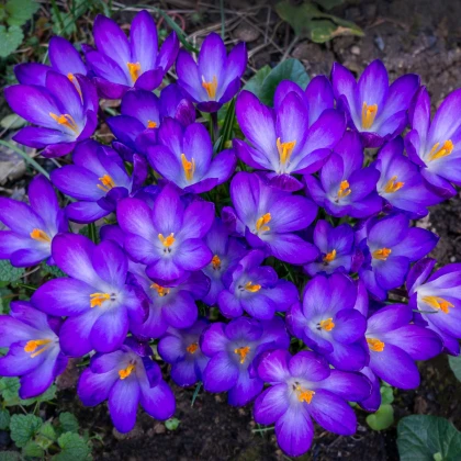 Krokus Tomasiniho Ruby Giant - Crocus tommasinianus - hlízy krokusu - 3 ks