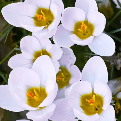 Krokus Ard Schenk - Crocus chrysanthus - hlízy krokusu - 3 ks