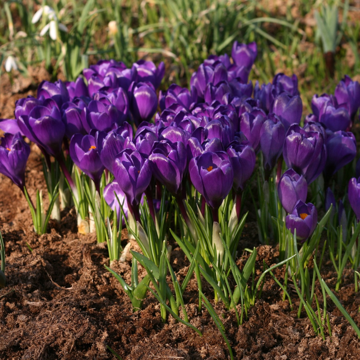 Krokus Remembrance - Crocus vernus - hlízy krokusu - 3 ks