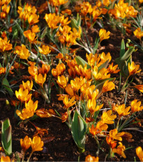 Krokus Orange Monarch - Crocus chrysanthus - hlízy krokusu - 3 ks
