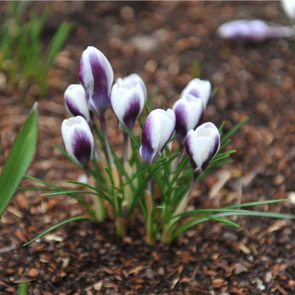 Krokus Prins Claus - Crocus chrysanthus - hlízy krokusu - 3 ks