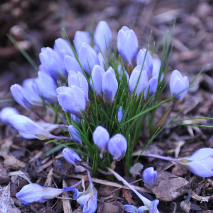 Krokus Blue Pearl - Crocus - hlízy krokusu - 3 ks
