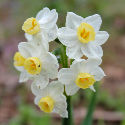 Narcis Minnow - Narcissus - cibule narcisu - 3 ks