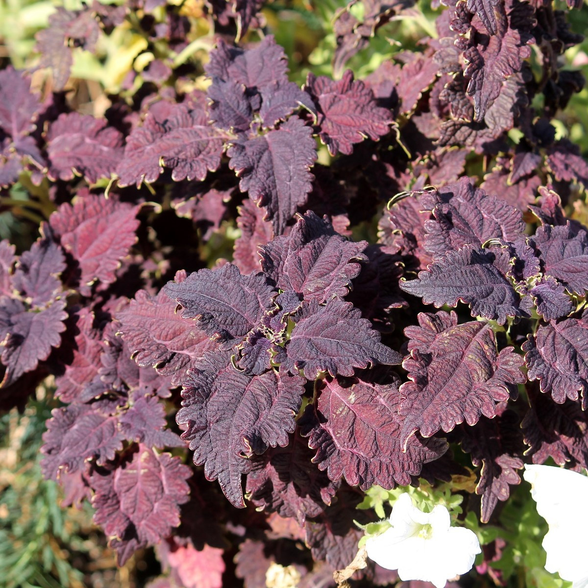 Africká kopřiva Wizard Black Dragon - Coleus blumei - semena africké kopřivy - 30 ks