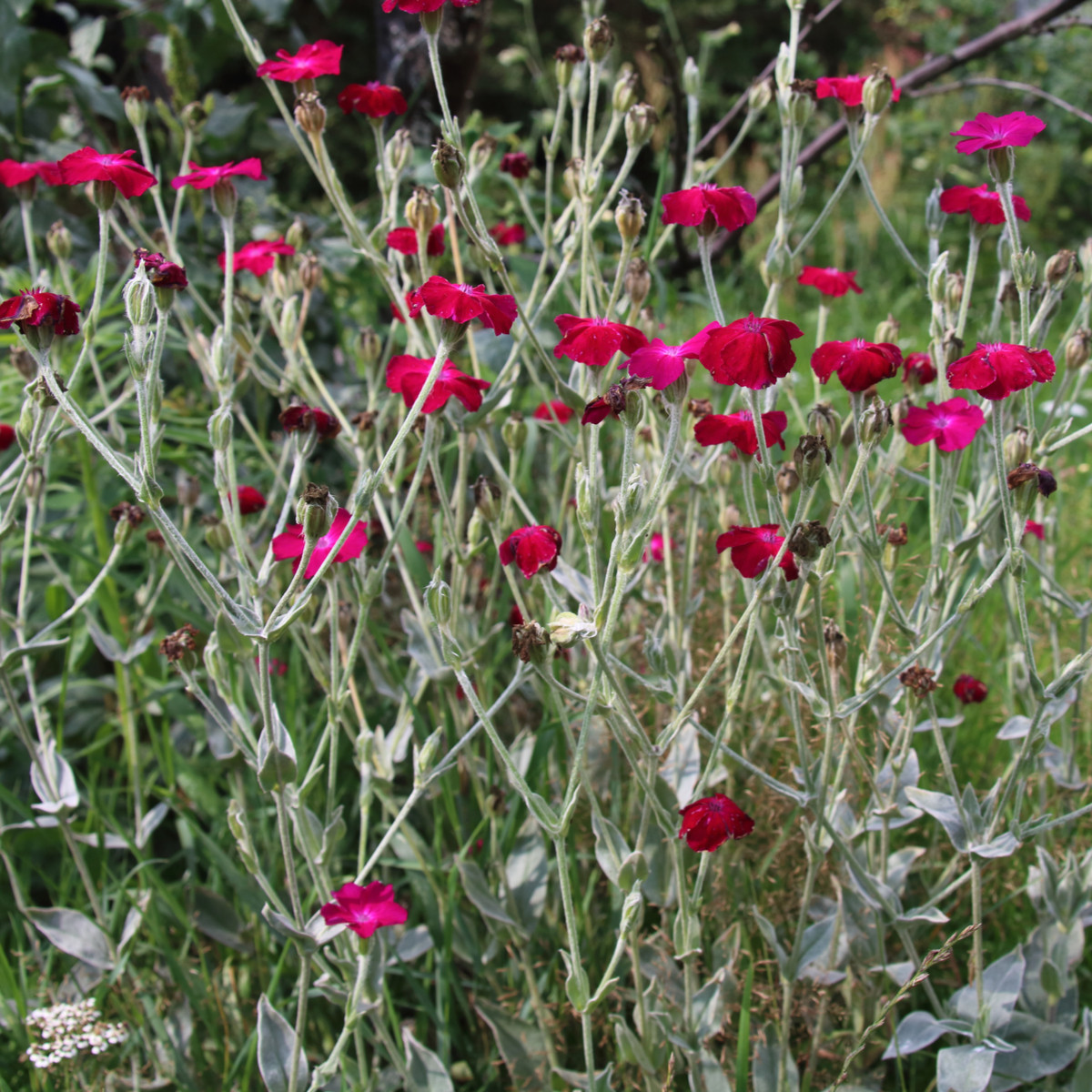 Firletka kwiecista - Lychnis coronaria - nasiona firletki - 50 szt.