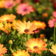 Paprskovka Sunset Shades - Osteospermum - semena paprskovky - 6 ks