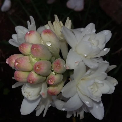 Tuberóza vonná - Polianthes tuberosa - hlízy tuberózy - 1 ks