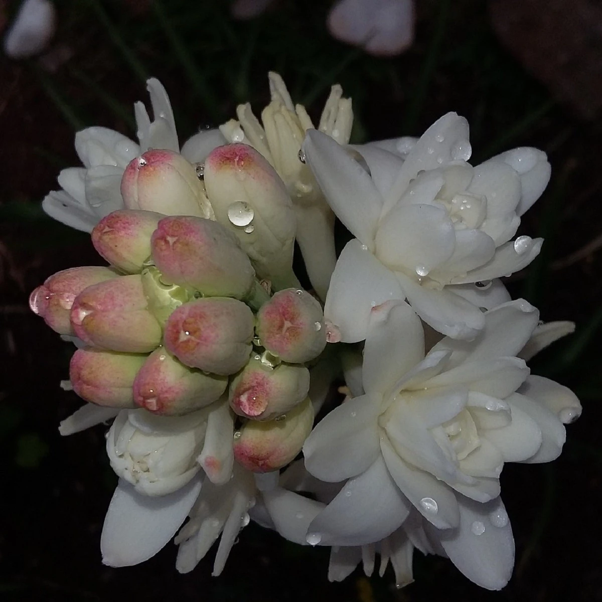 Tuberóza vonná - Polianthes tuberosa - hlízy tuberózy - 1 ks