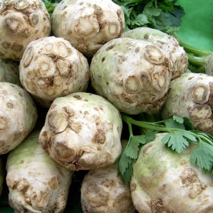 Celer bulvový Albin - Apium graveolens - semena celeru - 0,5 g