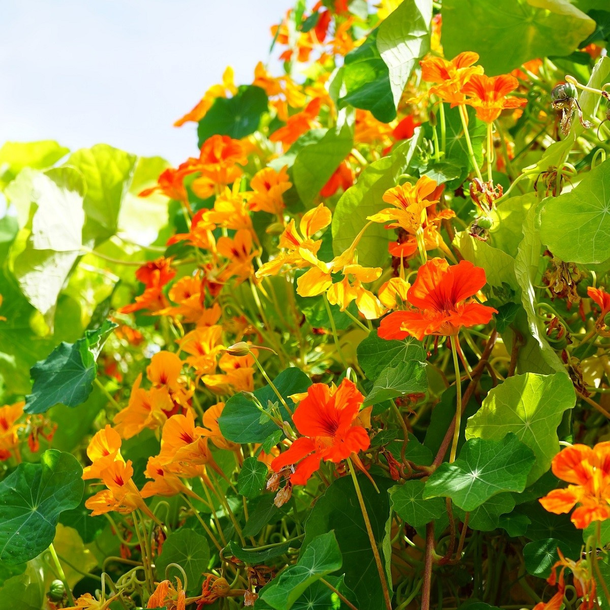 Lichořeřišnice Out of Africa - Tropaeolum majus - semena lichořeřišnice - 15 ks