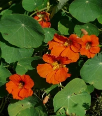 Nasturcja Tom Pouce mieszanka - Tropaeolum majus - nasiona nasturcji - 15 szt.