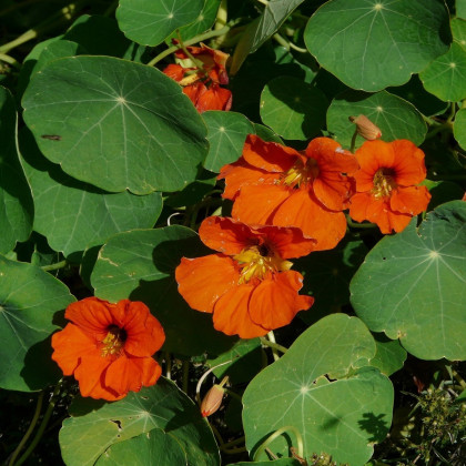 Nasturcja Tom Pouce mieszanka - Tropaeolum majus - nasiona nasturcji - 15 szt.