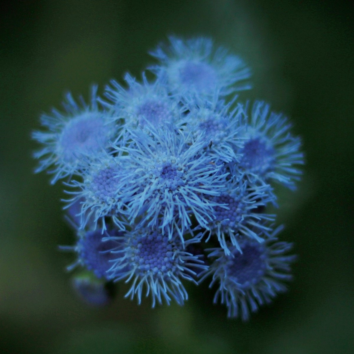 Nestařec modrý Aloha - Ageratum Aloha Blue - semena nestařce - 20 ks