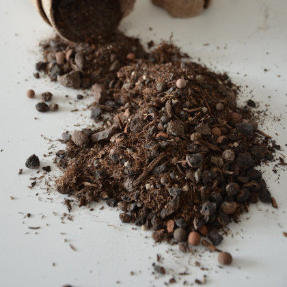 Substrát pro buxus - speciální substrát - 100 g