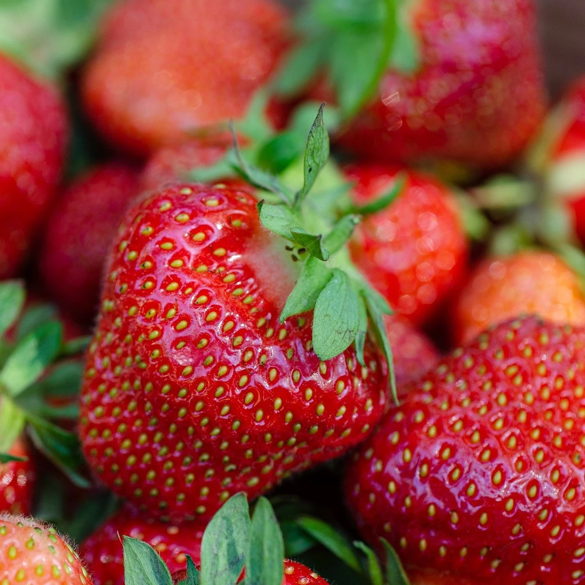 Jahodník Elsanta - Fragaria ananassa - prostokořenné sazenice jahodníku - 5 ks