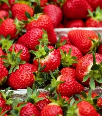 Truskawka Ostara - Fragaria ananassa - sadzonki truskawek z gołym korzeniem - 5 szt.