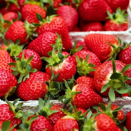 Truskawka Ostara - Fragaria ananassa - sadzonki truskawek z gołym korzeniem - 5 szt.