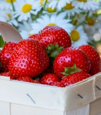 Jahodník Symphony - Fragaria ananassa - prostokořenné sazenice jahodníku - 5 ks