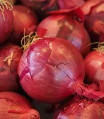 Cibule sazečka Karmen - Allium cepa - cibulky - 250 g