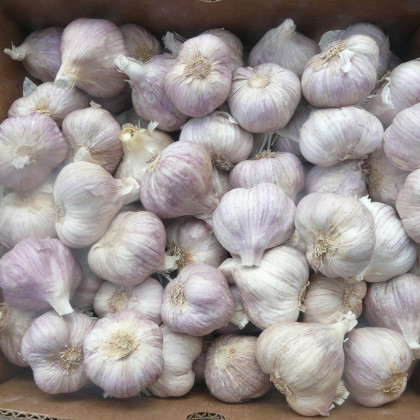 Sadbový česnek Sultop - Allium sativum - paličák - cibule česneku - 1 balení