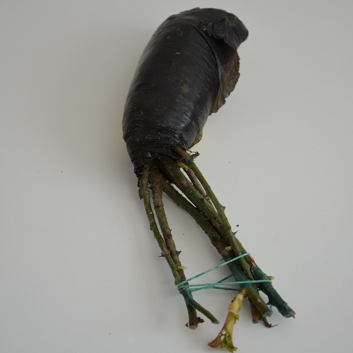 Růže velkokvětá pnoucí červená - Rosa - prostokořenné sazenice růže - 1 ks