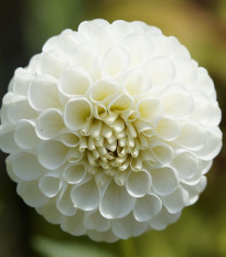 Jiřinka White Aster - Dahlia - hlízy jiřinky - 1 ks