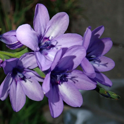 Babiana Kew Hybrids - Babiana stricta - prostokořenné sazenice babiany - 3 ks