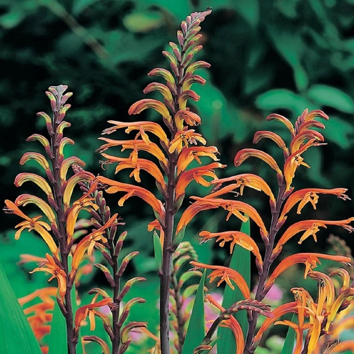 Chasmanthe - Chasmanthe saturnus - cibule chasmanthe - 2 ks