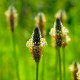 BIO Jitrocel Minutina - Plantago coronopus - bio semena jitrocele - 500 ks