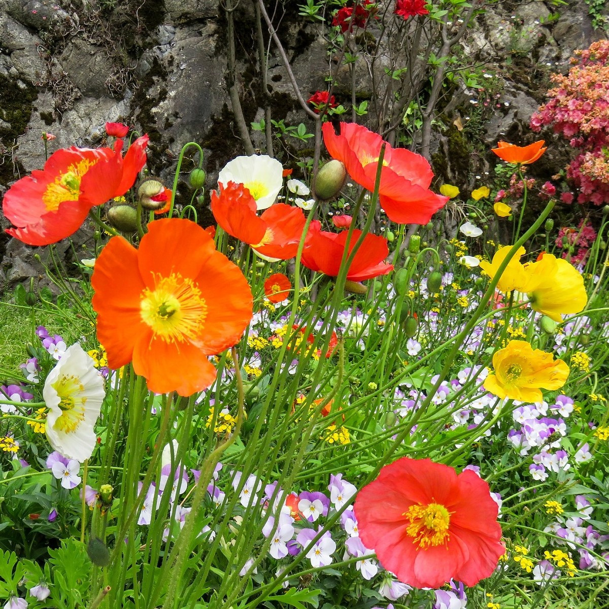 Mák nahoprutý Champagne Bubbles Classic mix - Papaver nudicaule - semena máku - 20 ks