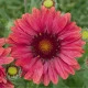 Kokarda Arizona Red Shades - Gaillardia aristata - semena kokardy - 10 ks