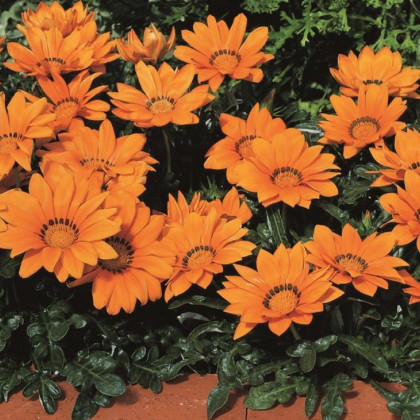 Gazánie Kiss Orange F1 - Gazania rigens - semena gazánie - 12 ks