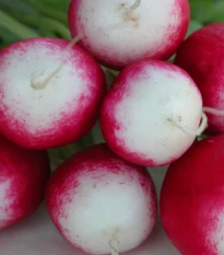 Ředkvička Poloneza - Raphanus sativus - semena ředkvičky - 300 ks
