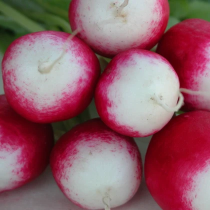 Ředkvička Poloneza - Raphanus sativus - semena ředkvičky - 300 ks