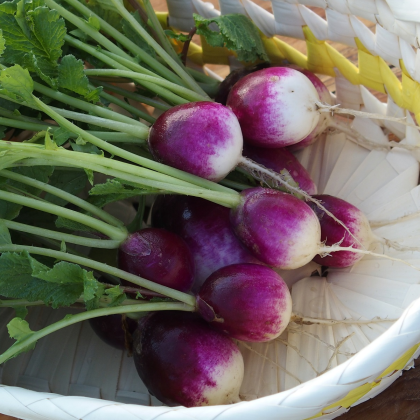 Ředkvička Diana - Raphanus sativus - semena ředkvičky - 300 ks