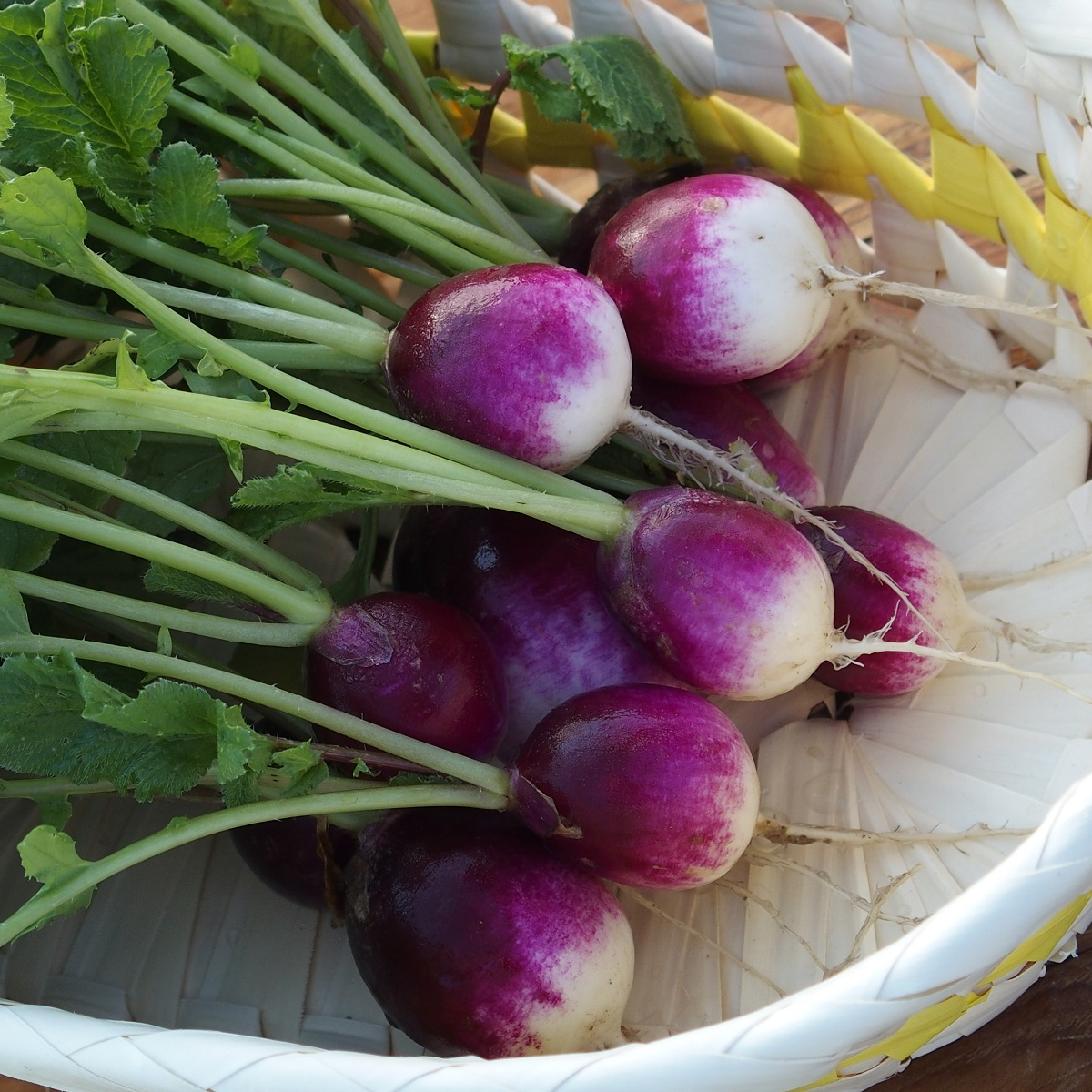 Ředkvička Diana - Raphanus sativus - semena ředkvičky - 300 ks