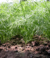 Kopr vonný Oliver - Anethum graveolens - semena kopru - 500 ks