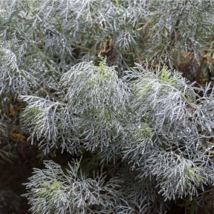 BIO Pelyněk pravý - Artemisia absinthum - bio semena pelyňku - 0,02 g