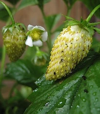 Poziomka miesięczny Tubby White - Fragaria vesca - nasiona poziomki - 15 szt.