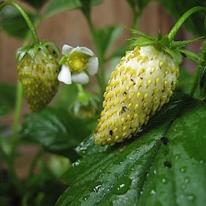 Poziomka miesięczny Tubby White - Fragaria vesca - nasiona poziomki - 15 szt.