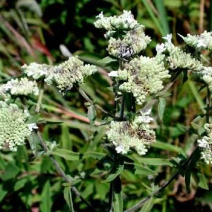 Máta americká horská - Pycnanthemum pilosum - semena máty - 20 ks