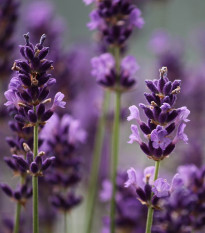 Levandule francouzská Bandera Purple - Lavandula stoechas - semena levandule - 20 ks