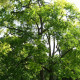 Česnekovník hořký - Španělský cedr - Cedrela odorata - semena česnekovníku - 8 ks