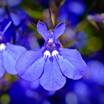 Lobelka nízká Riviera Marine Blue - Lobelia erinus - semena lobelky - 0,1 g