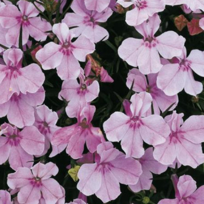 Lobelka nízká Riviera Lilac - Lobelia erinus - semena lobelky - 0,1 g